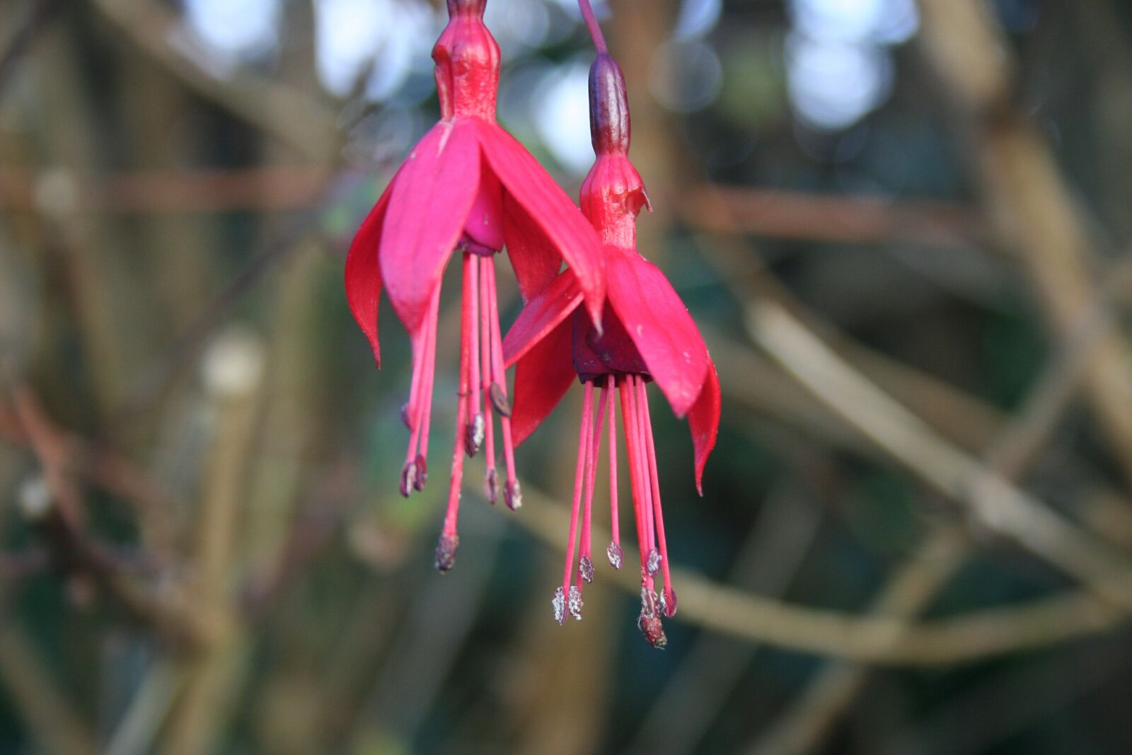 Canon EOS 350D (EOS Digital Rebel XT / EOS Kiss Digital N) sample photo. Fuchsia, red, flowers photography