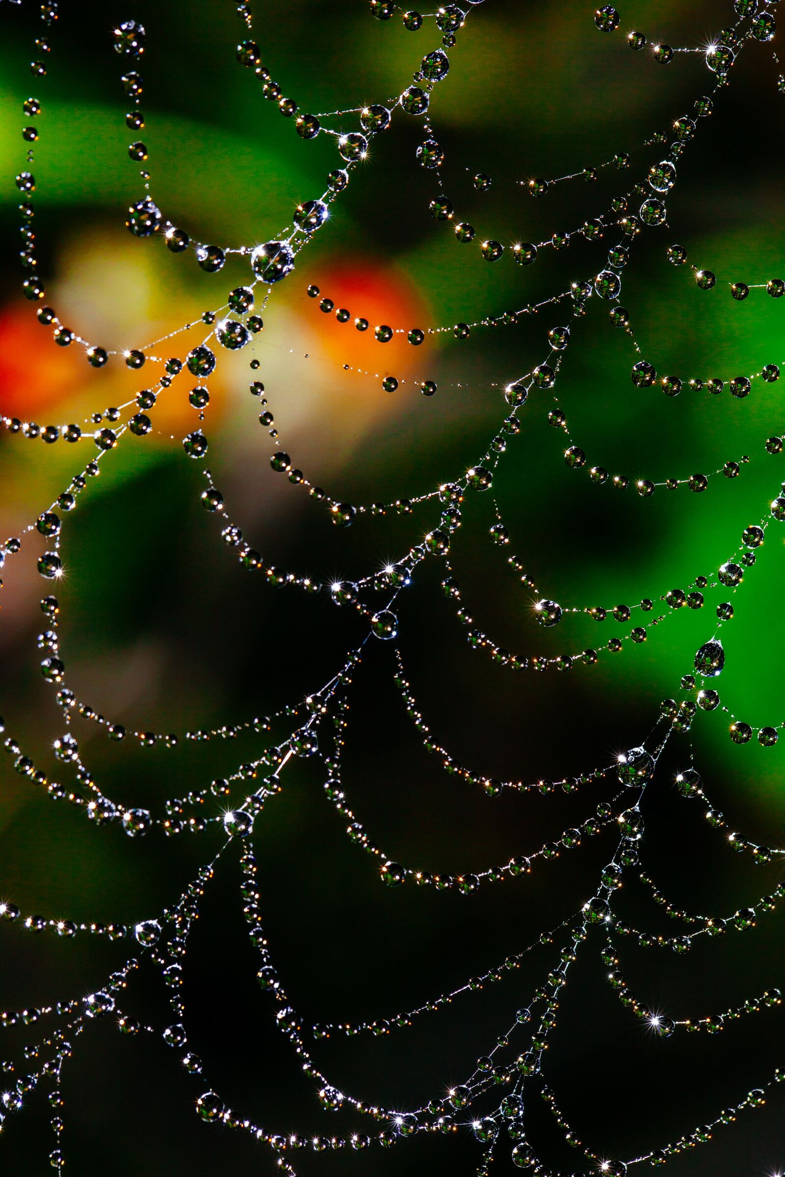 Canon EF 100mm F2.8L Macro IS USM sample photo. Spider web, bokeh, dew photography
