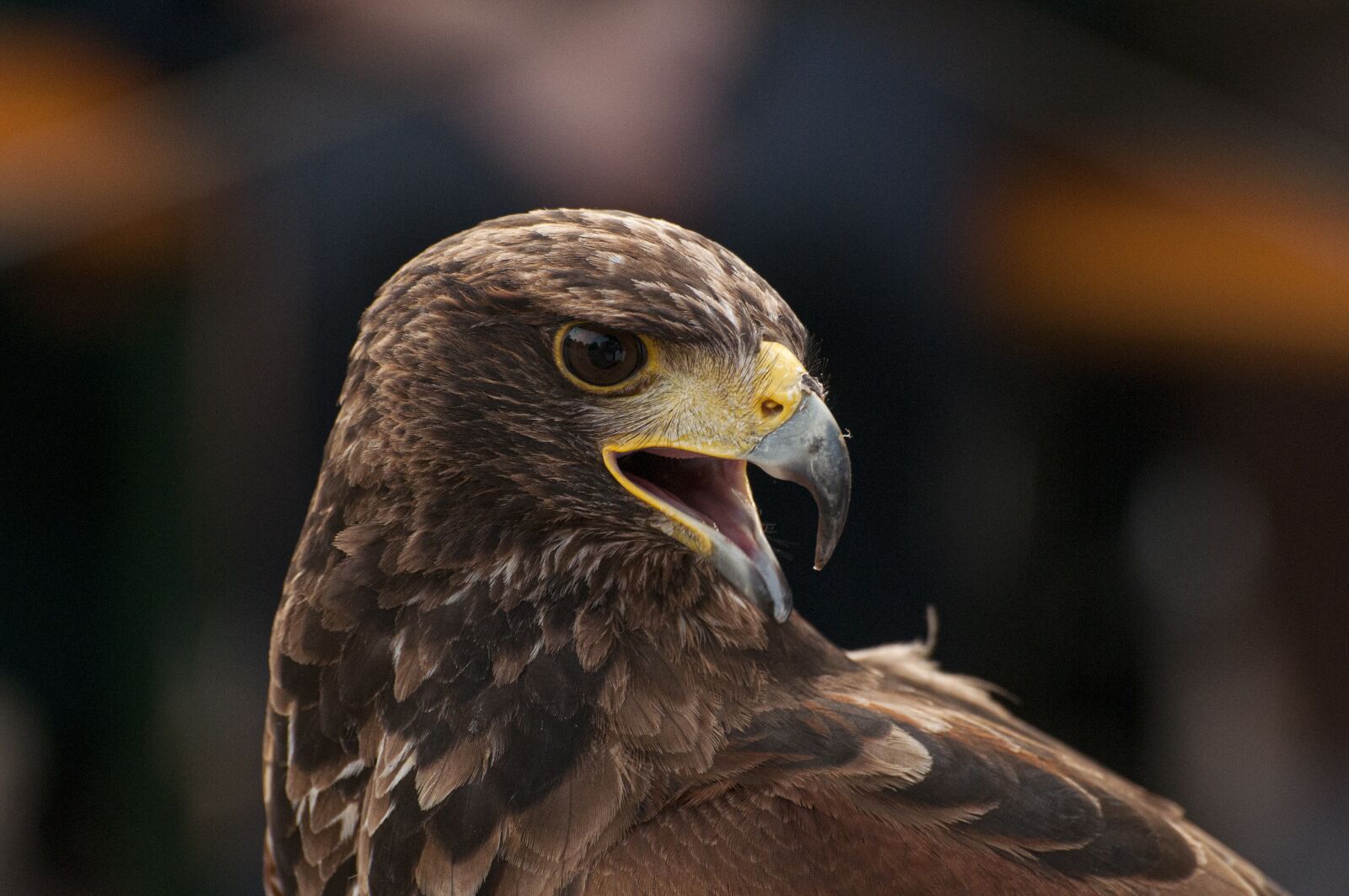 Nikon D300S sample photo. Golden eagle, bird, fauna photography