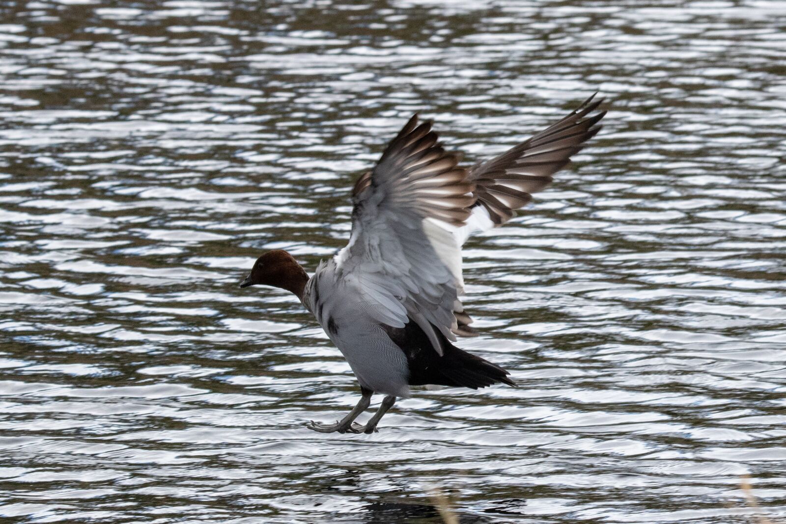 Canon EF 100-400mm F4.5-5.6L IS USM sample photo. Bird, wildlife, water photography
