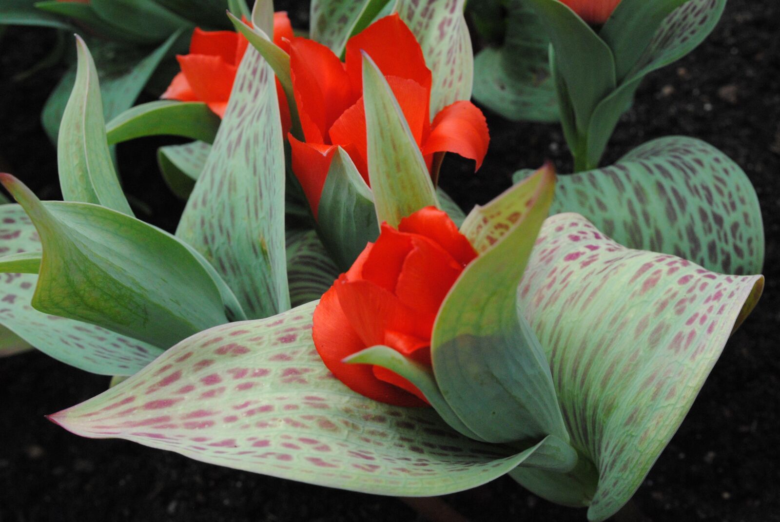 Nikon D3000 sample photo. Flowers, leaves, red photography