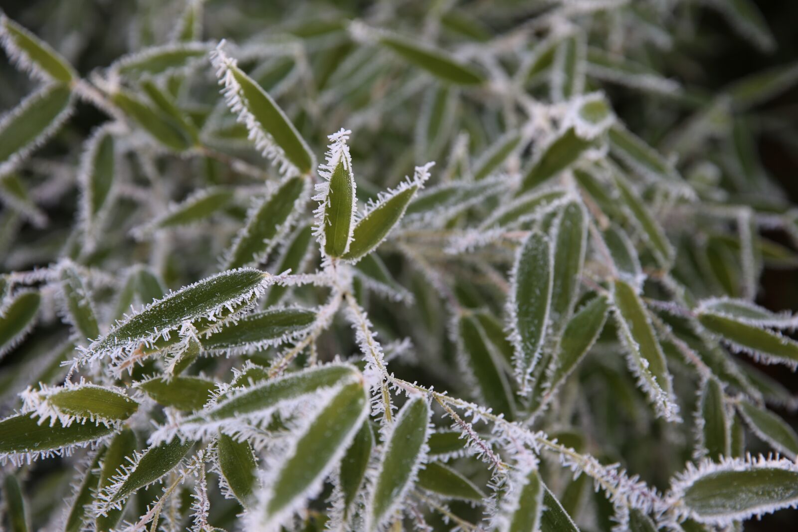 Canon EF 24-70mm F2.8L II USM sample photo. Bush, iced, cold photography