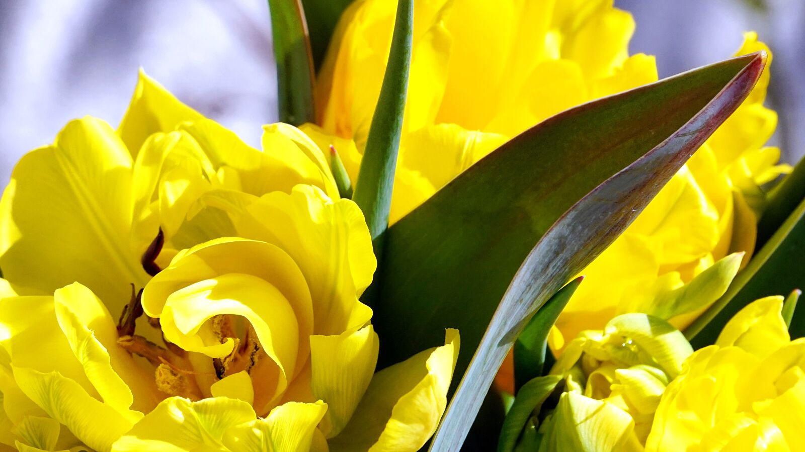 Sony Alpha a5000 (ILCE 5000) + Sony E 55-210mm F4.5-6.3 OSS sample photo. Tulip, yellow, blossom photography
