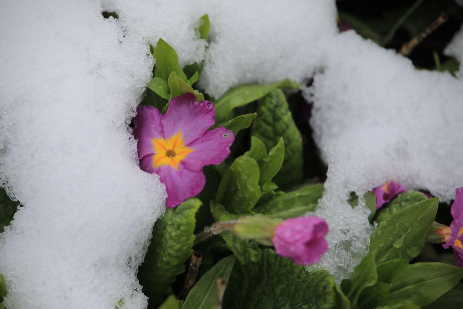 Canon EOS 5D Mark IV sample photo. The beginning of spring photography
