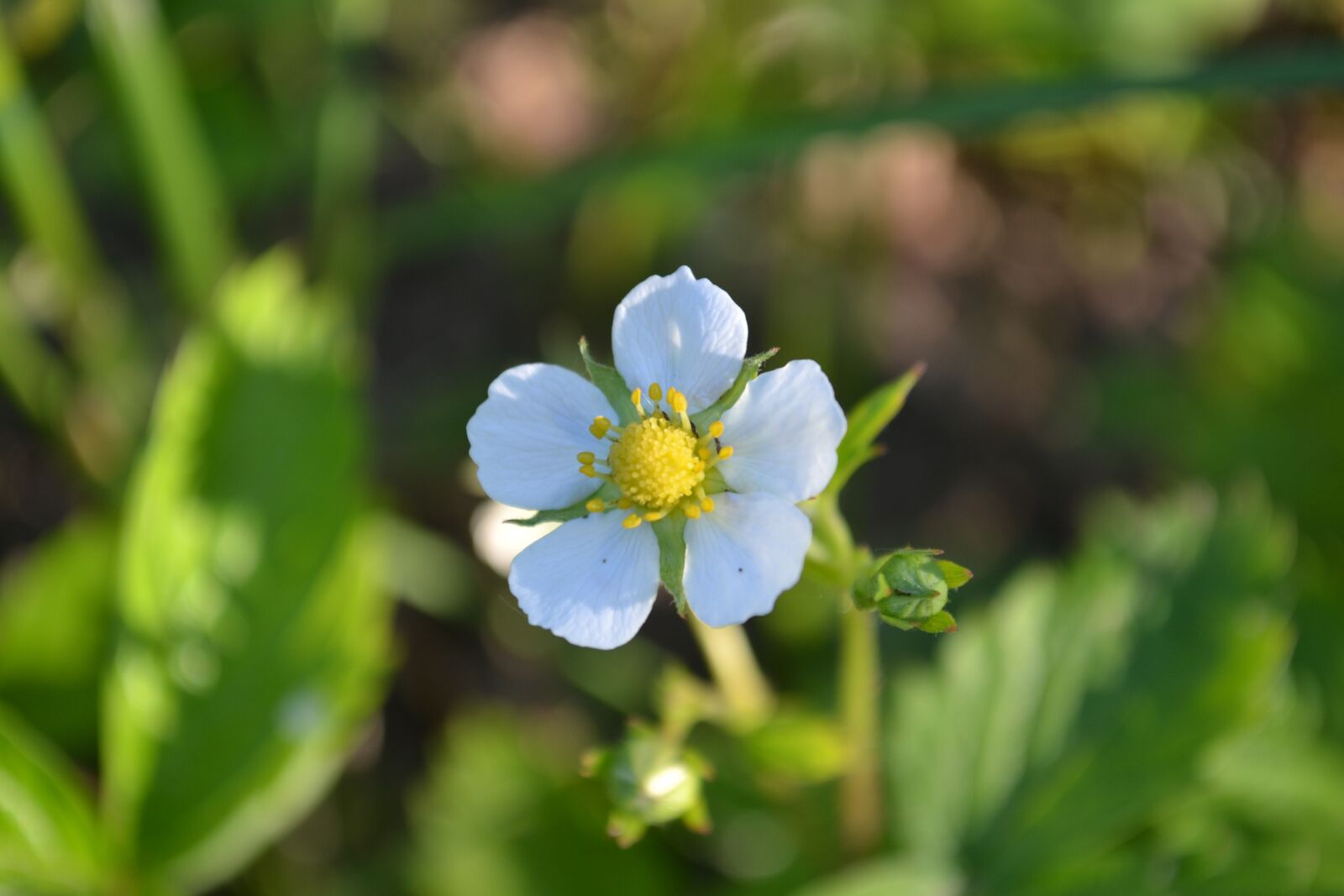 Nikon D3100 sample photo. Flower, nature, summer photography