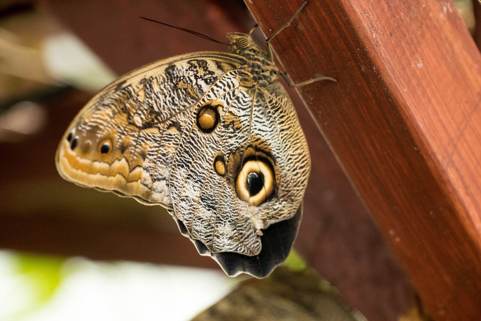 Canon EOS 80D sample photo. Butterfly, insect, close up photography