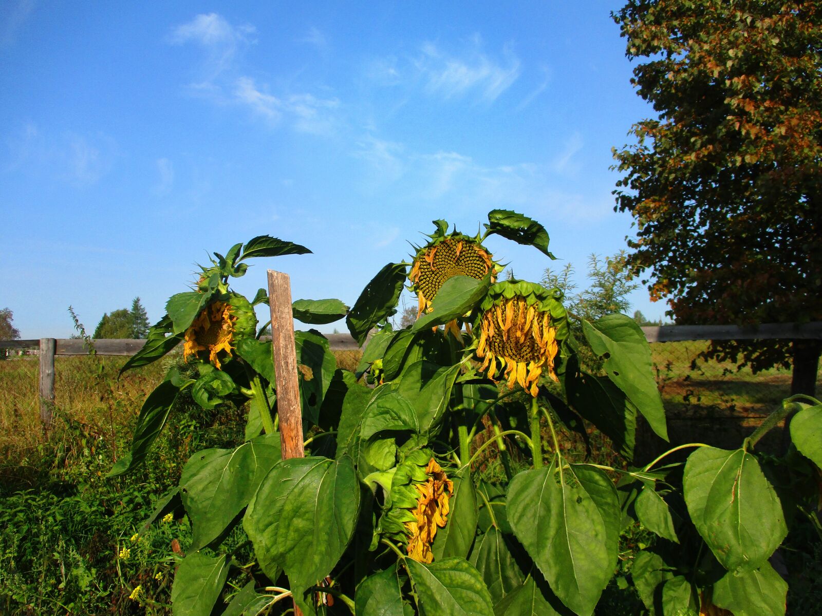 Canon IXUS 185 sample photo. Sunflowers, sunflower, autumn photography