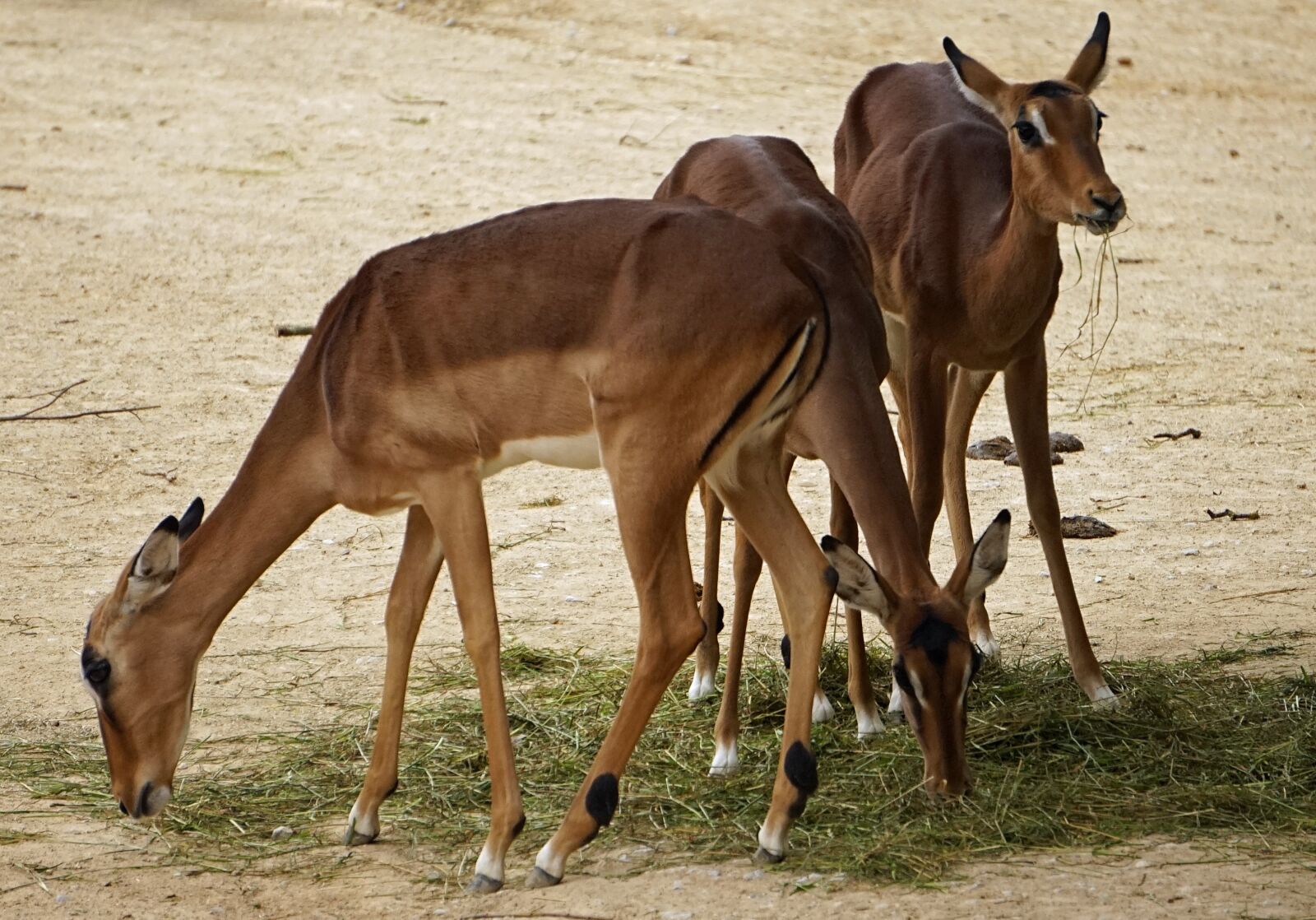 Sony a7 sample photo. Impala, zoo, pack photography