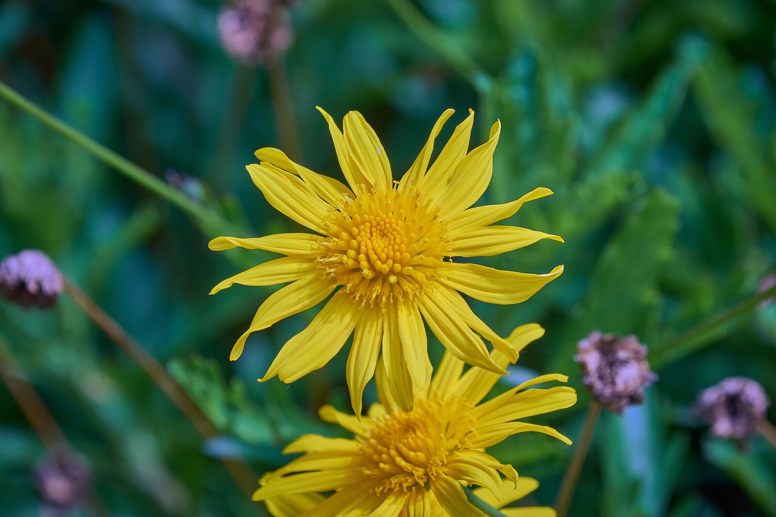 Nikon D7200 sample photo. Margaritas, yellow, daisy photography