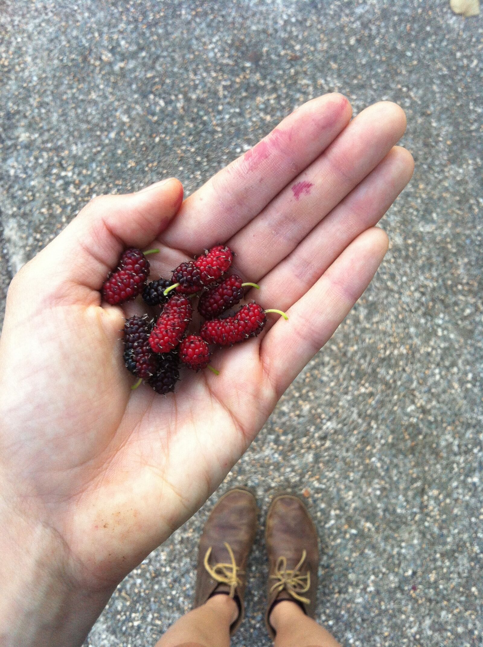 iPhone 4 back camera 3.85mm f/2.8 sample photo. Hand, fruit, mulberry photography