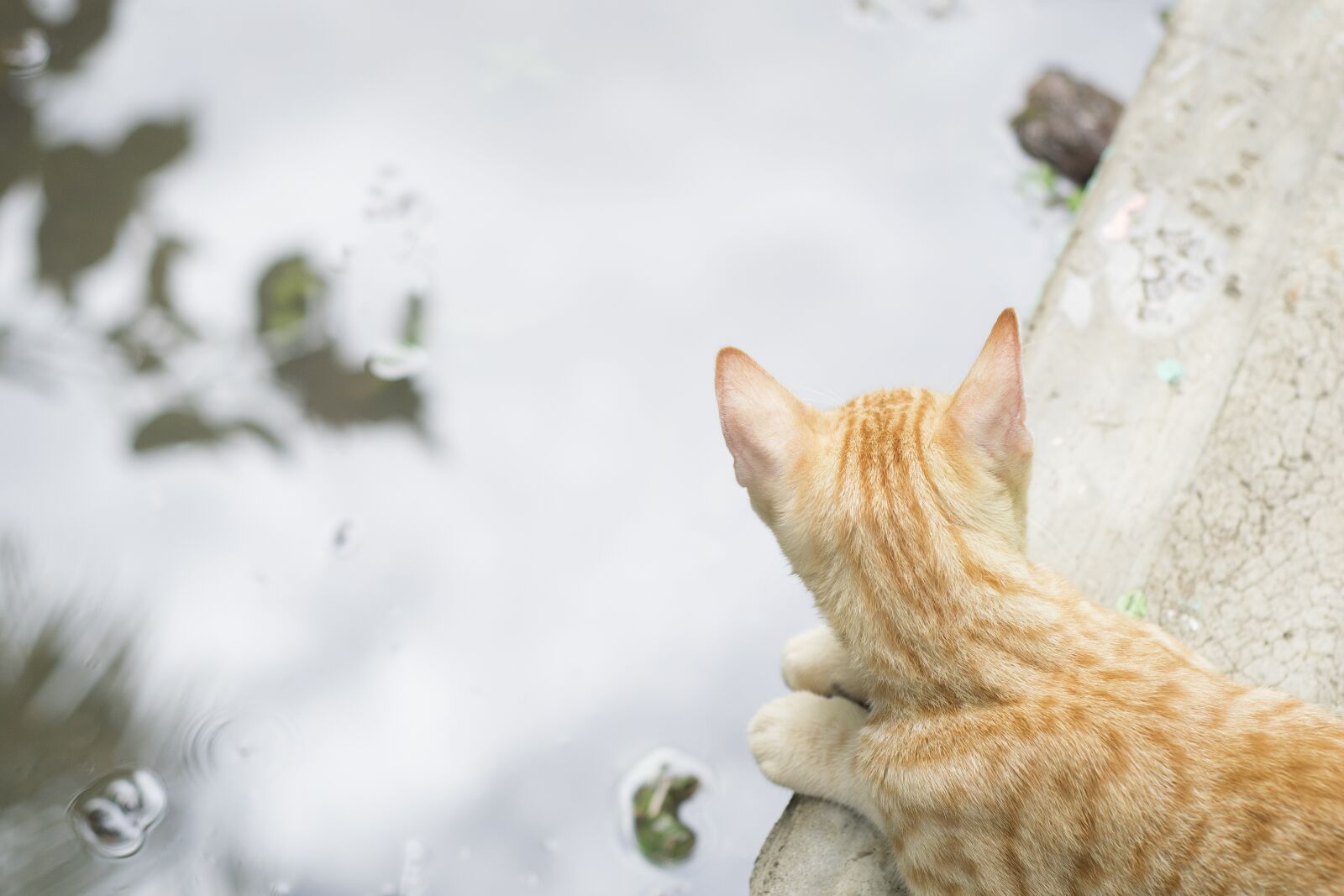 Nikon D3300 sample photo. Cat, water, pet photography