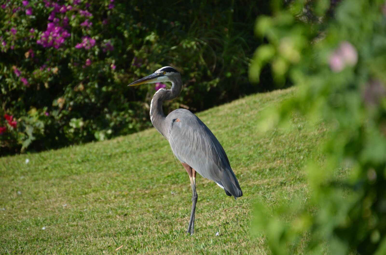 Nikon D5100 sample photo. Bird, nature, heron photography
