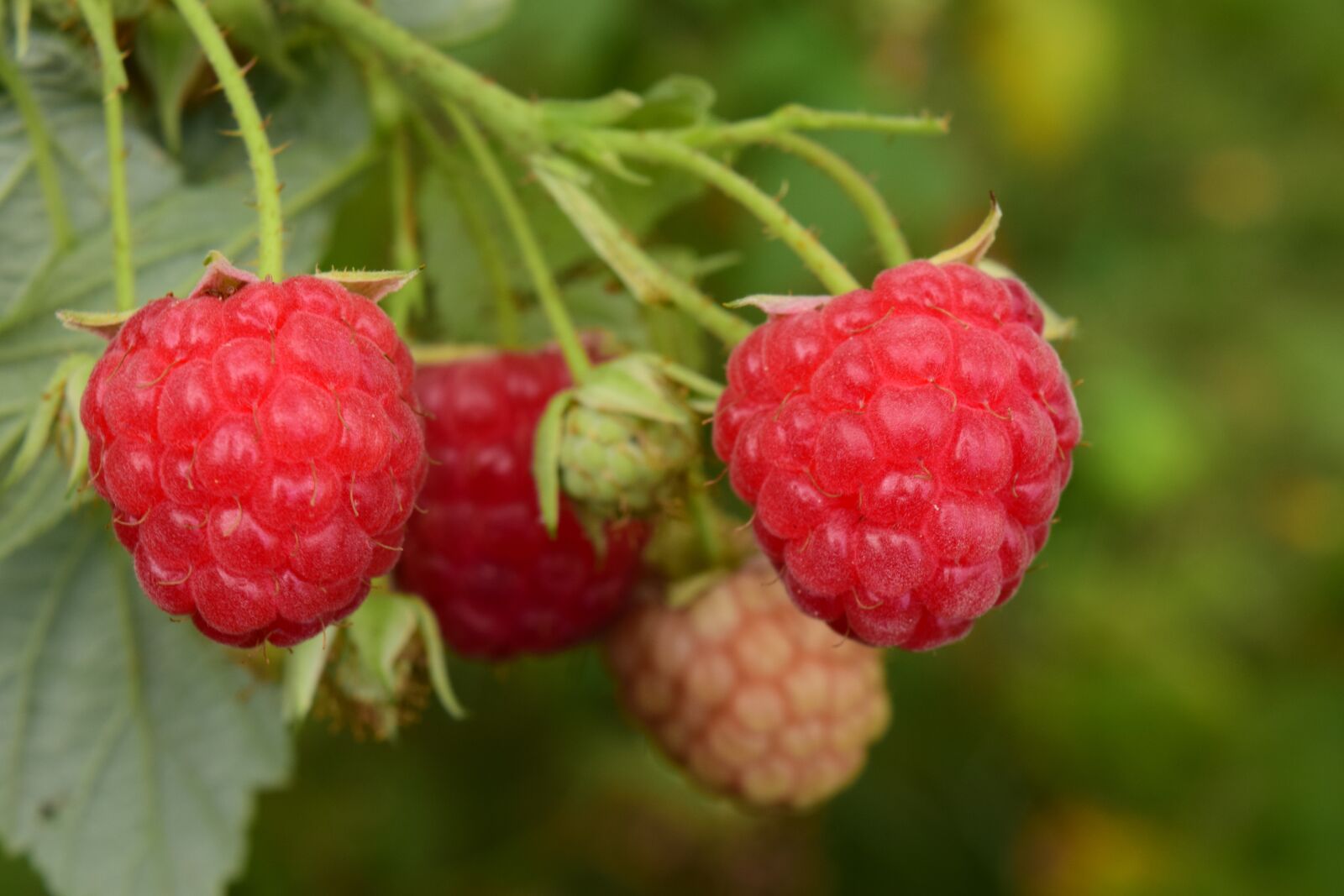 Nikon D3300 sample photo. Raspberries, red, fruits photography
