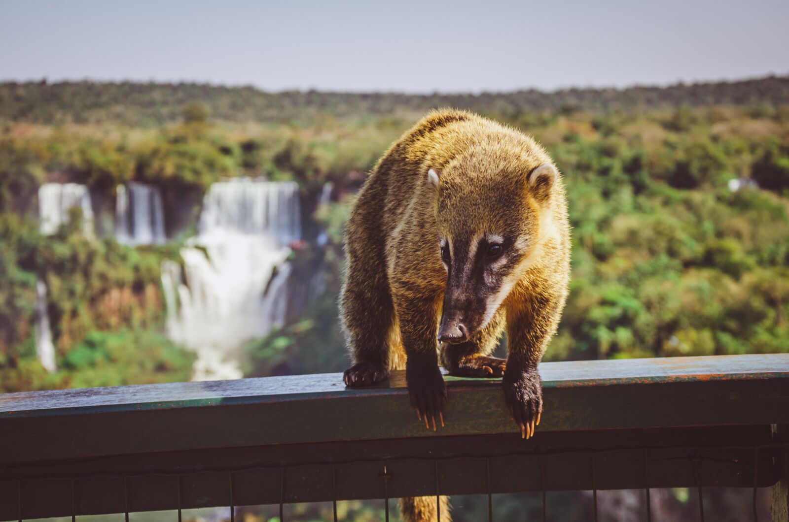 Nikon D7000 sample photo. Waterfall, coati, cataracts photography