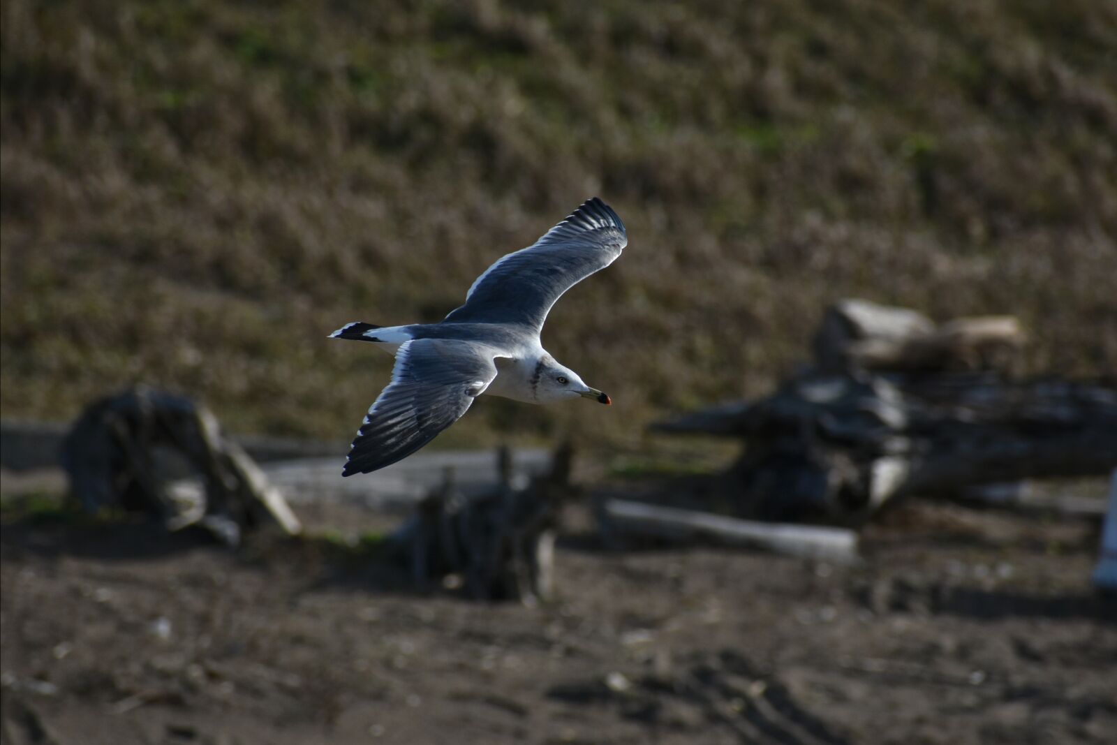 Nikon D7200 sample photo. Animal, sea, beach photography