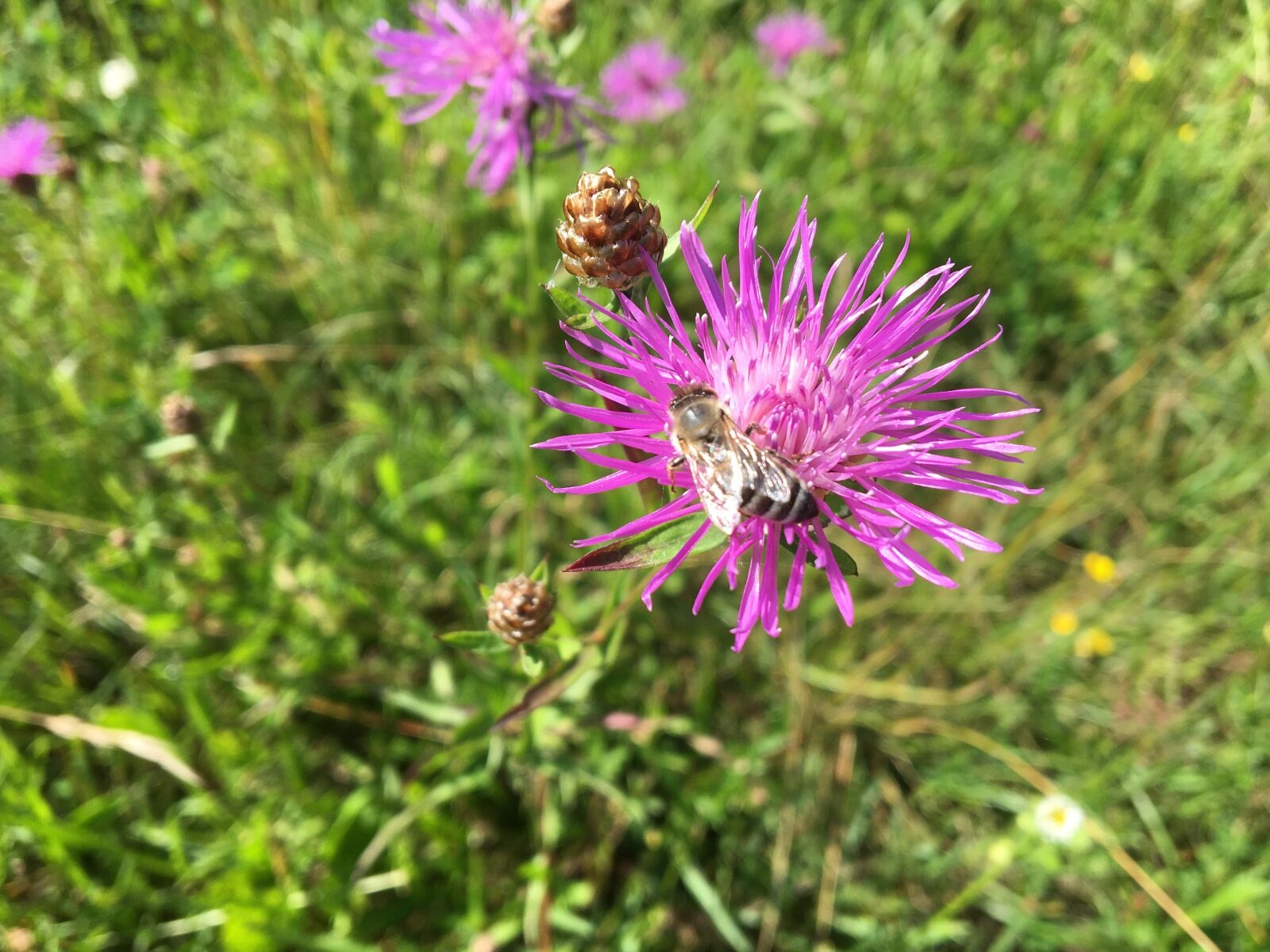 iPhone 6s back camera 4.15mm f/2.2 sample photo. Flower, purple, violet photography