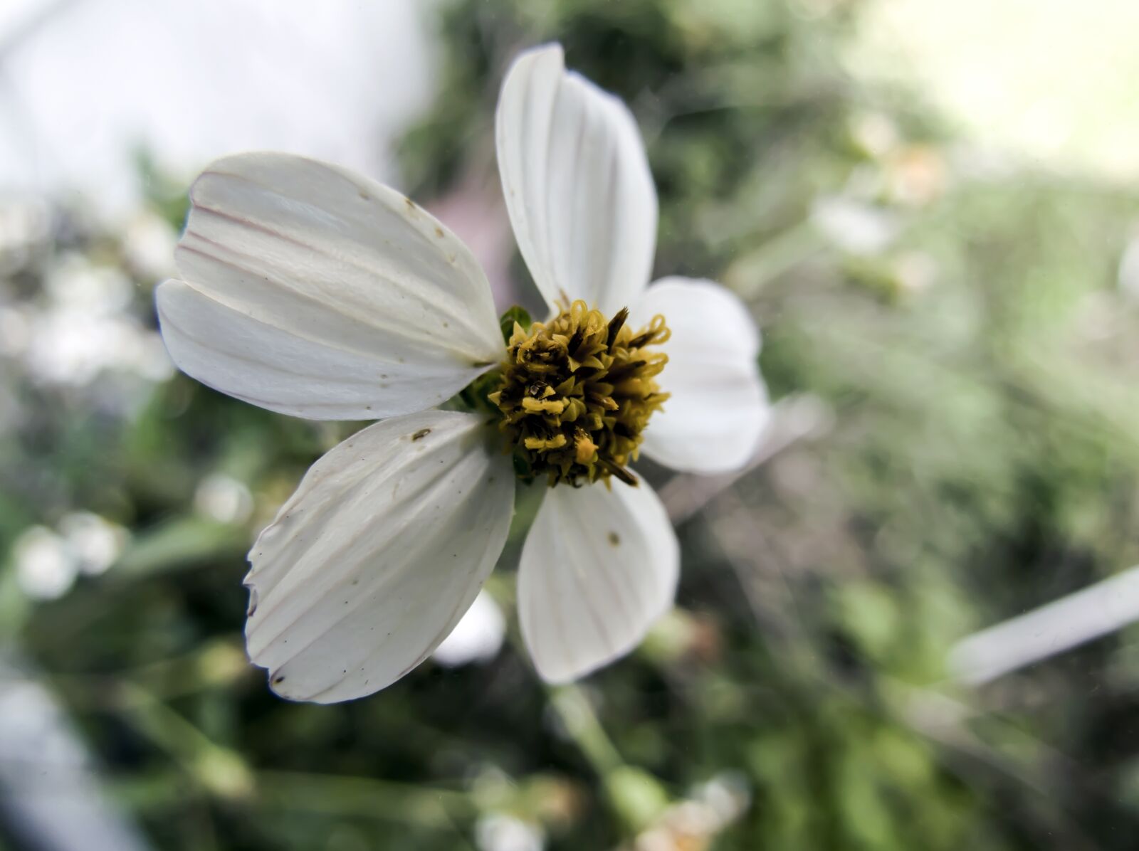 Canon PowerShot SX40 HS sample photo. White, wildflower, macro photography