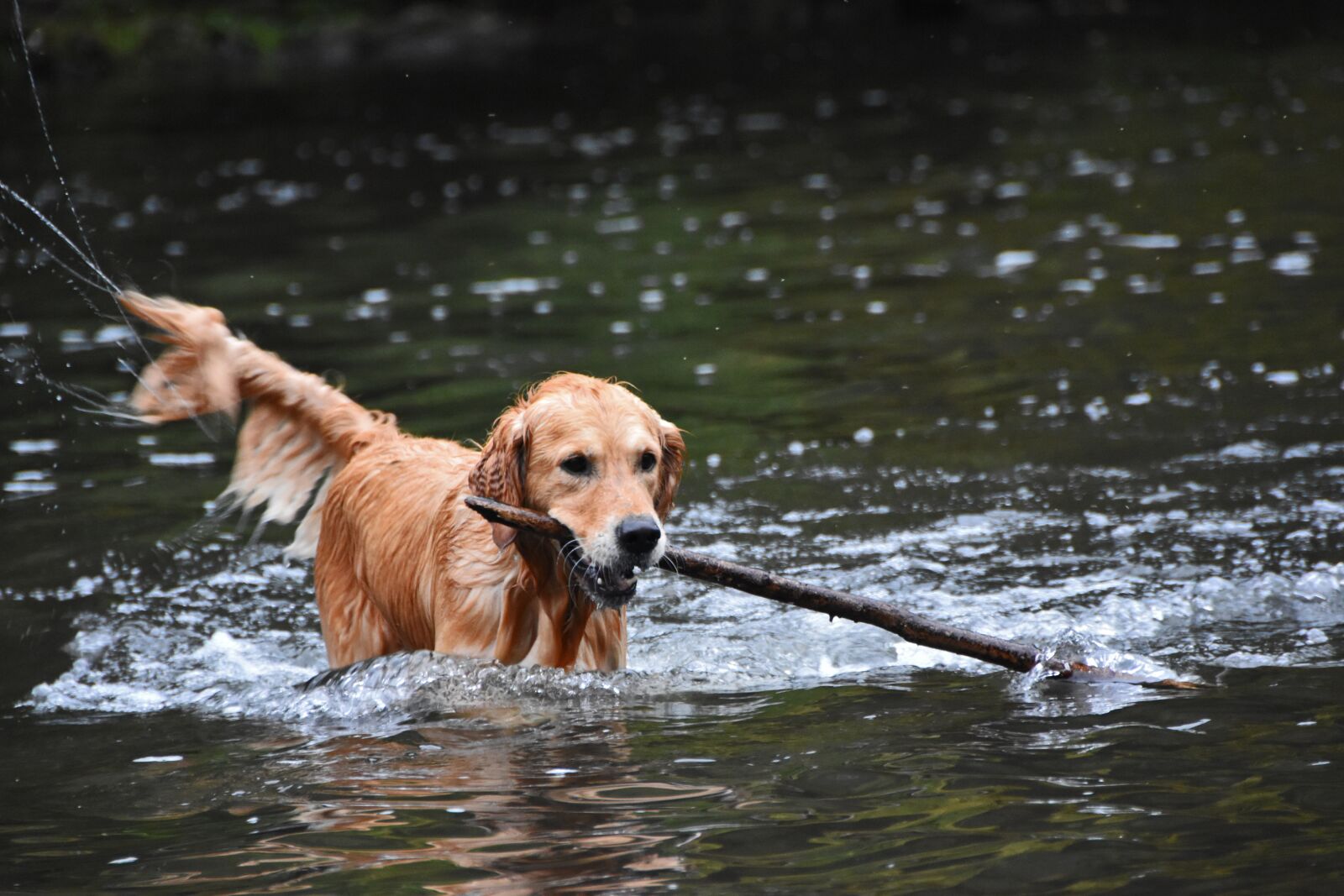Nikon D5600 sample photo. Goldie, golden retriever, dog photography