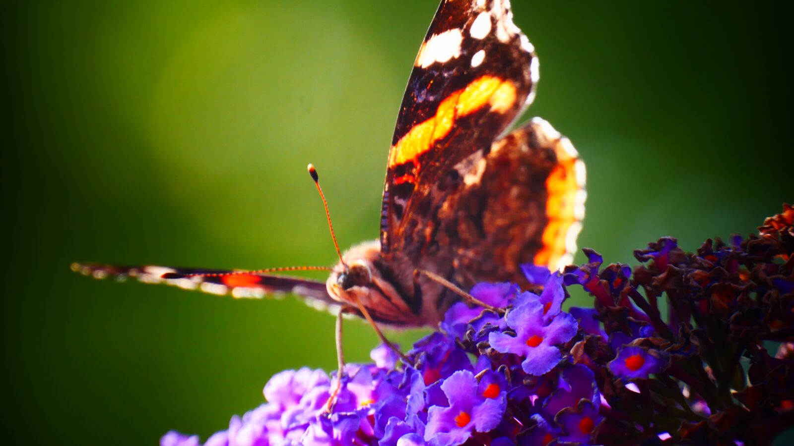 Panasonic Lumix DMC-G85 (Lumix DMC-G80) sample photo. Butterfly, nature, colorful photography