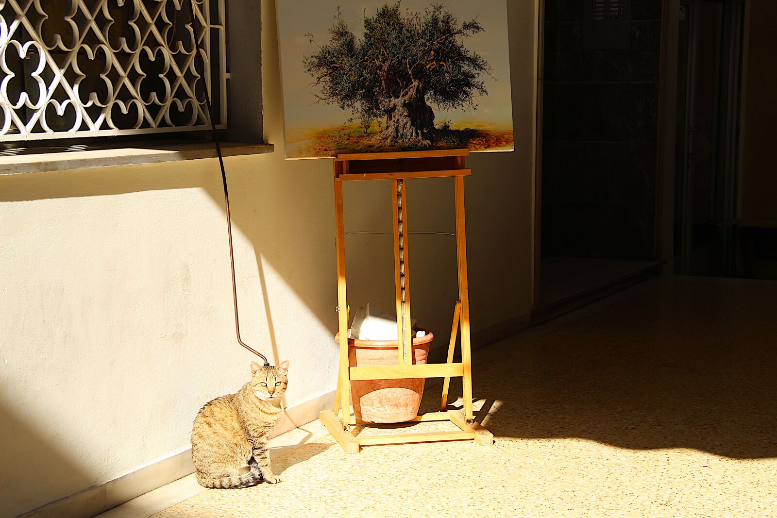 Canon EOS 4000D (EOS Rebel T100 / EOS 3000D) sample photo. Cat, painting, sunlight photography