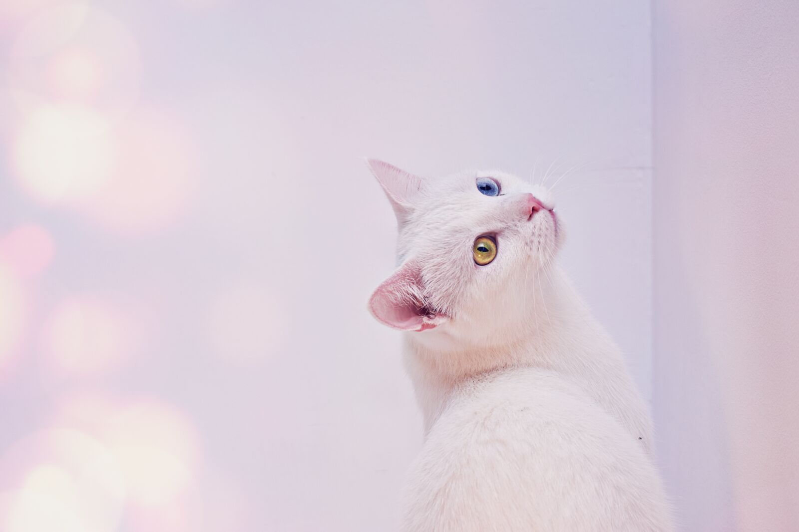 Nikon D3400 sample photo. Cat, white, angora photography