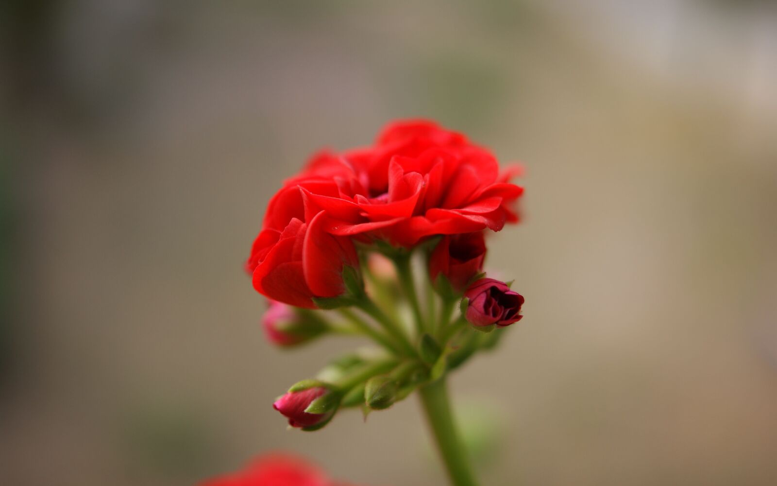 Sony Alpha DSLR-A350 sample photo. Flora, fauna, macro photography