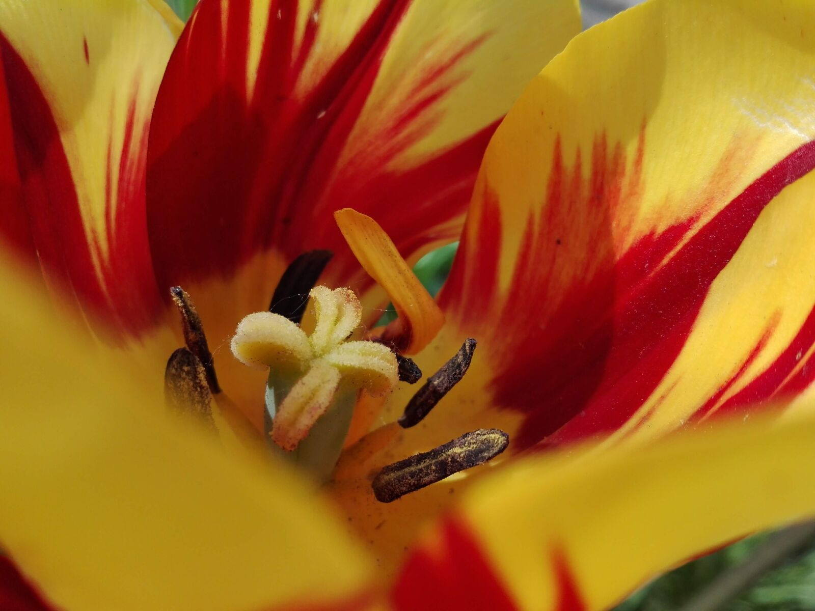 HUAWEI P8 Lite sample photo. Tulip, garden, but photography