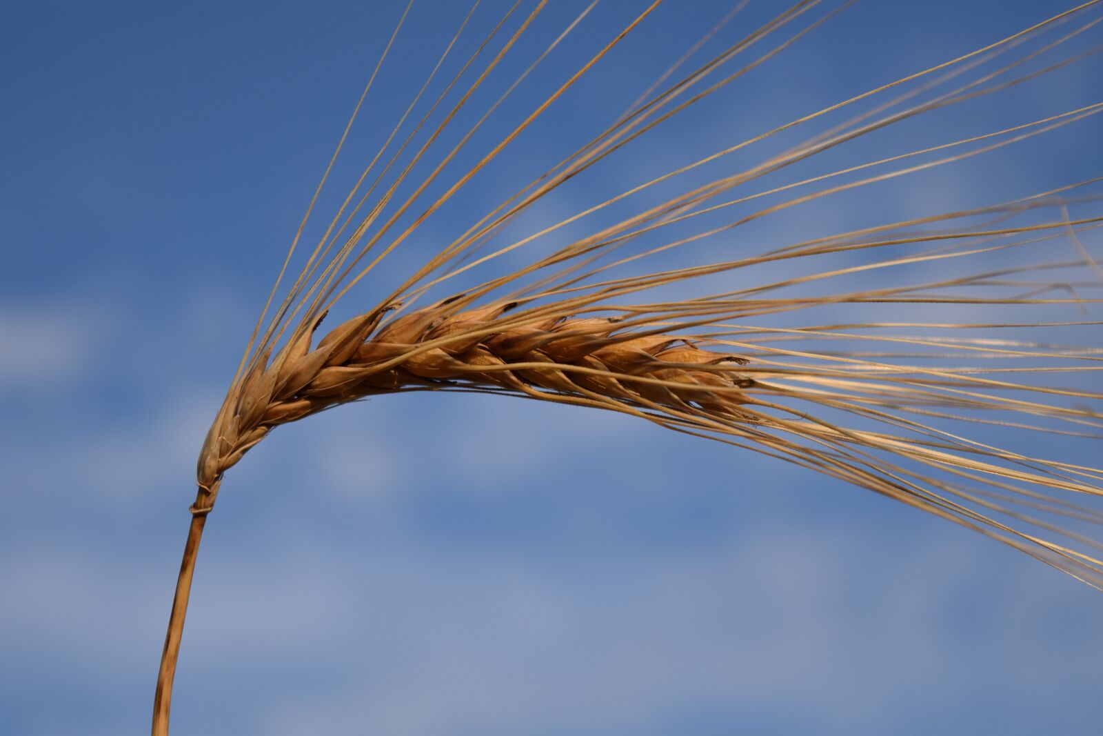 Nikon D3300 sample photo. Barley, ear, cereals photography