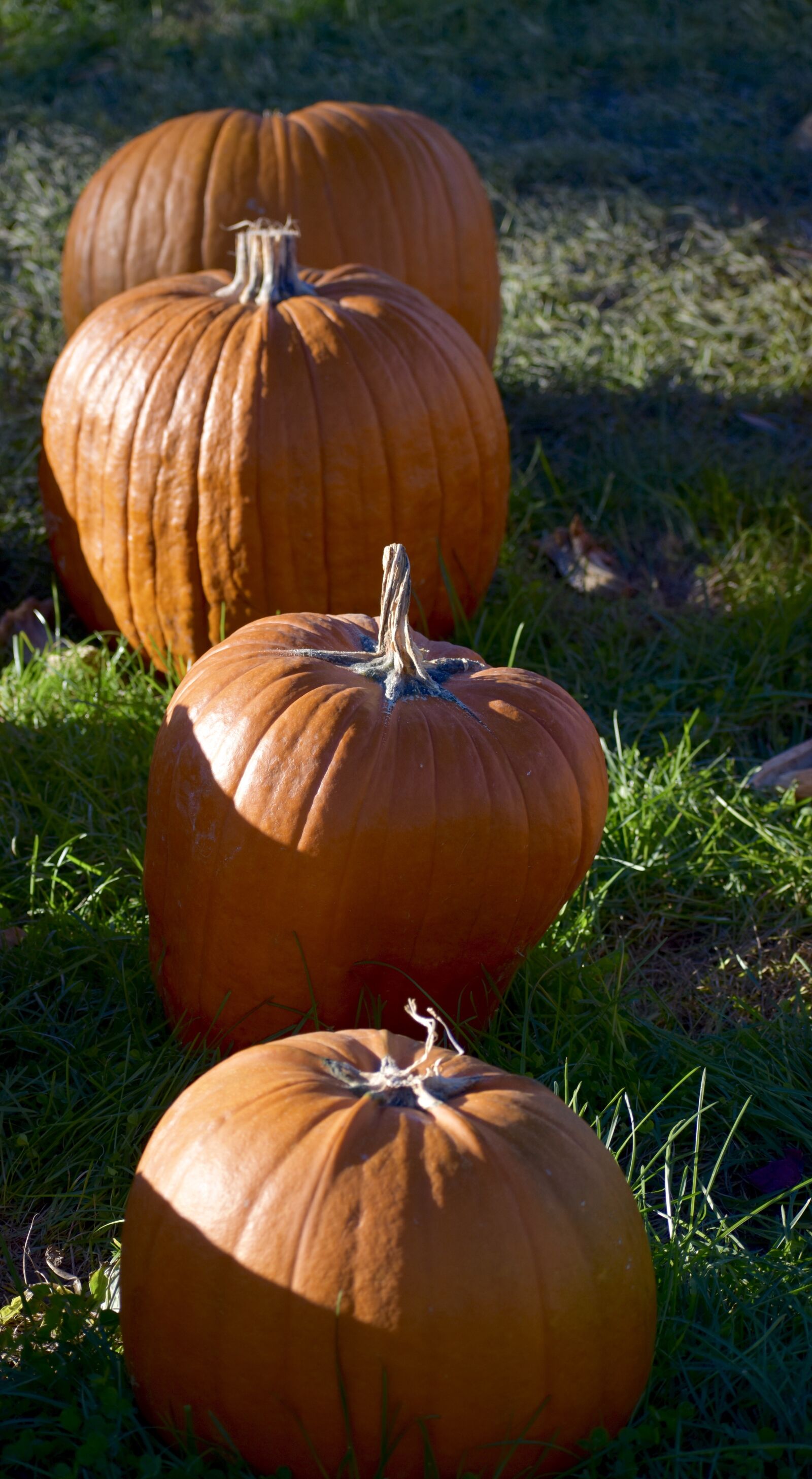 Nikon D3400 sample photo. Pumpkin, hay, farm photography