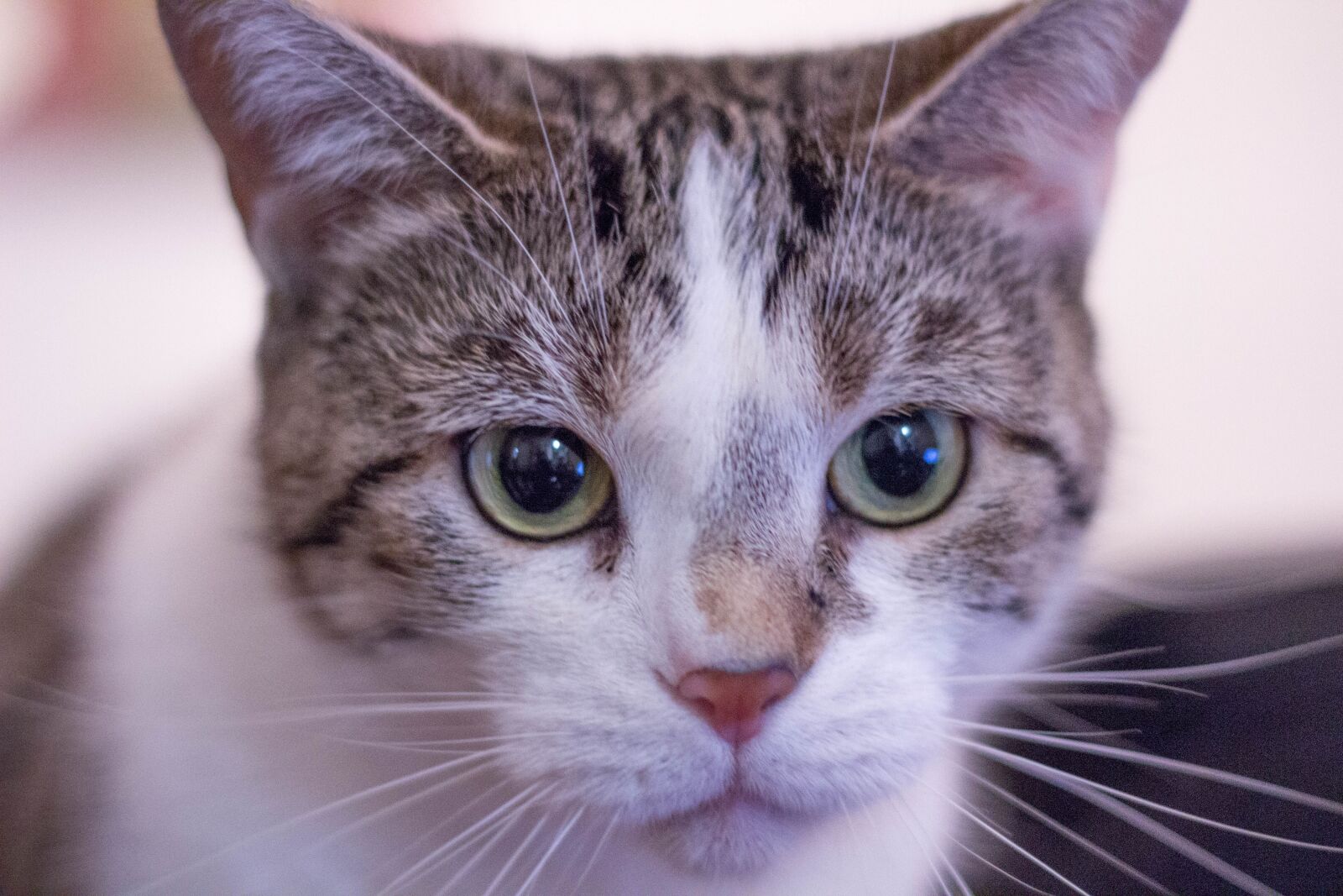 Canon EOS 60D + Canon EF 50mm F1.8 II sample photo. Cat, kitty, kitten photography