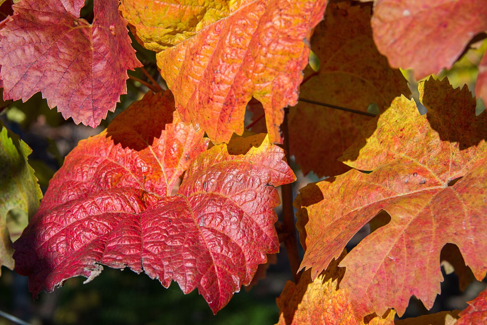 Canon EOS 7D sample photo. Autumn, leaves, fall leaves photography