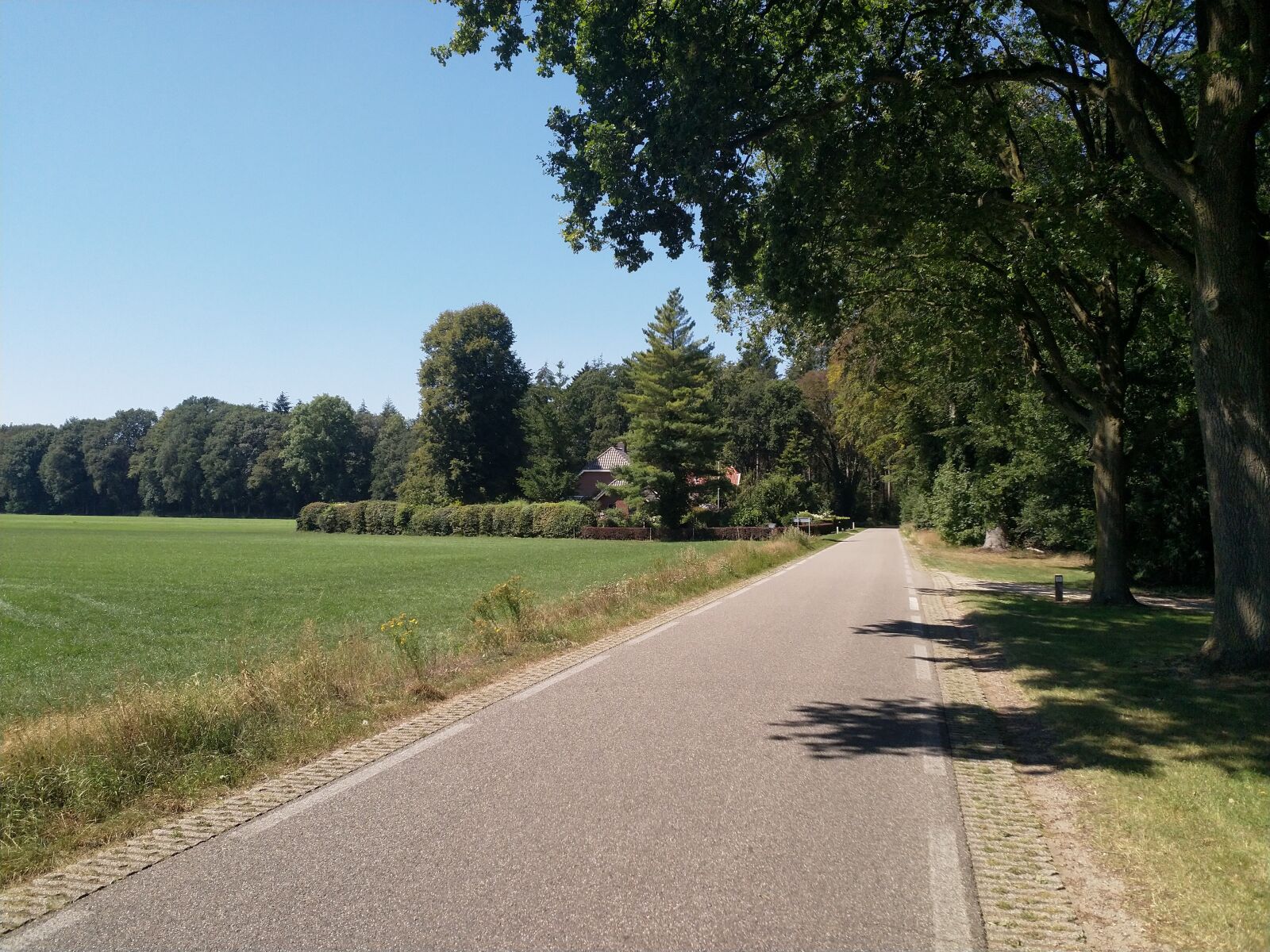 HMD Global Nokia 8 sample photo. Netherlands, nature, forest photography