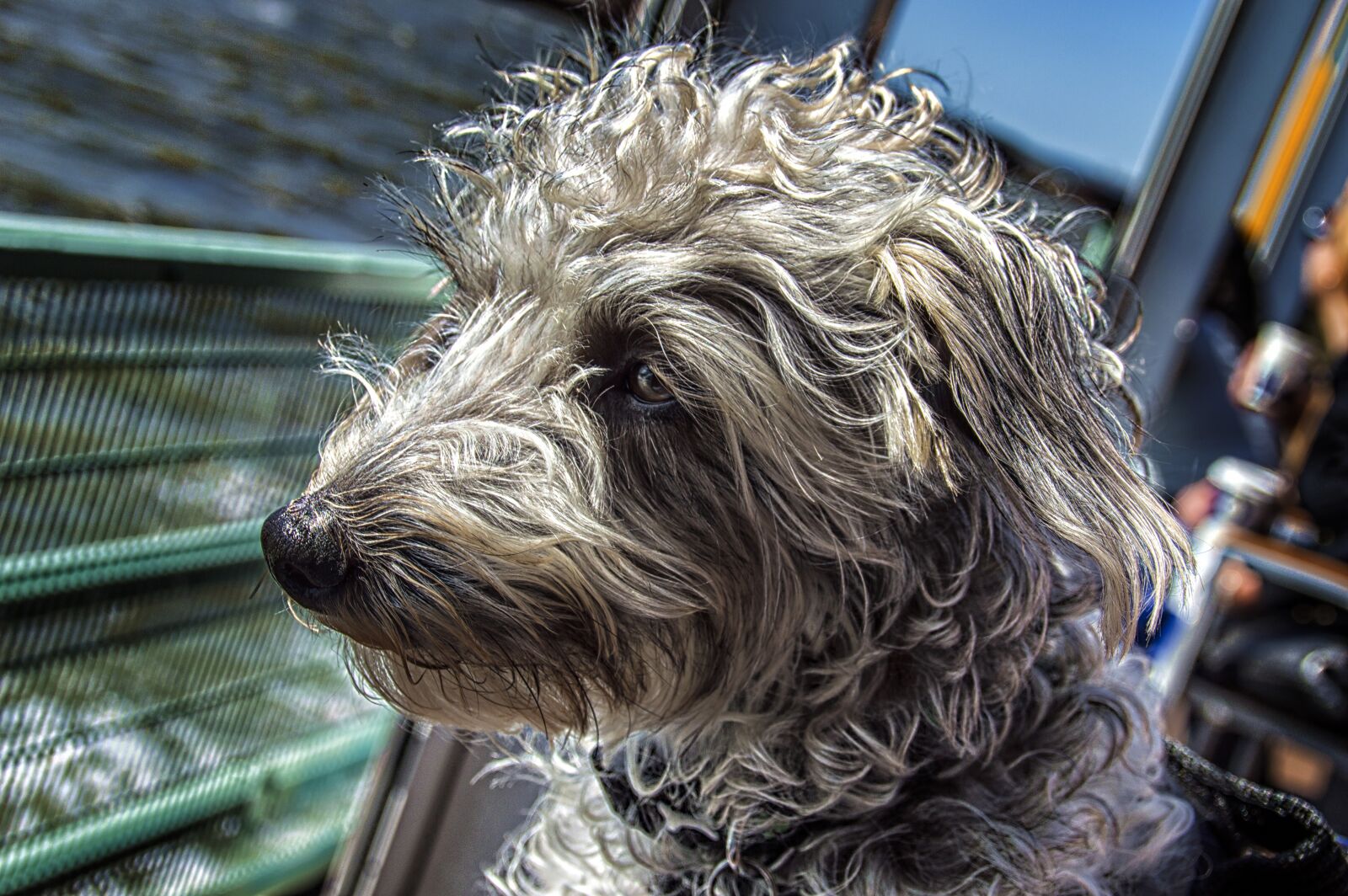 Nikon D3200 sample photo. Dog, scruffy, cute photography
