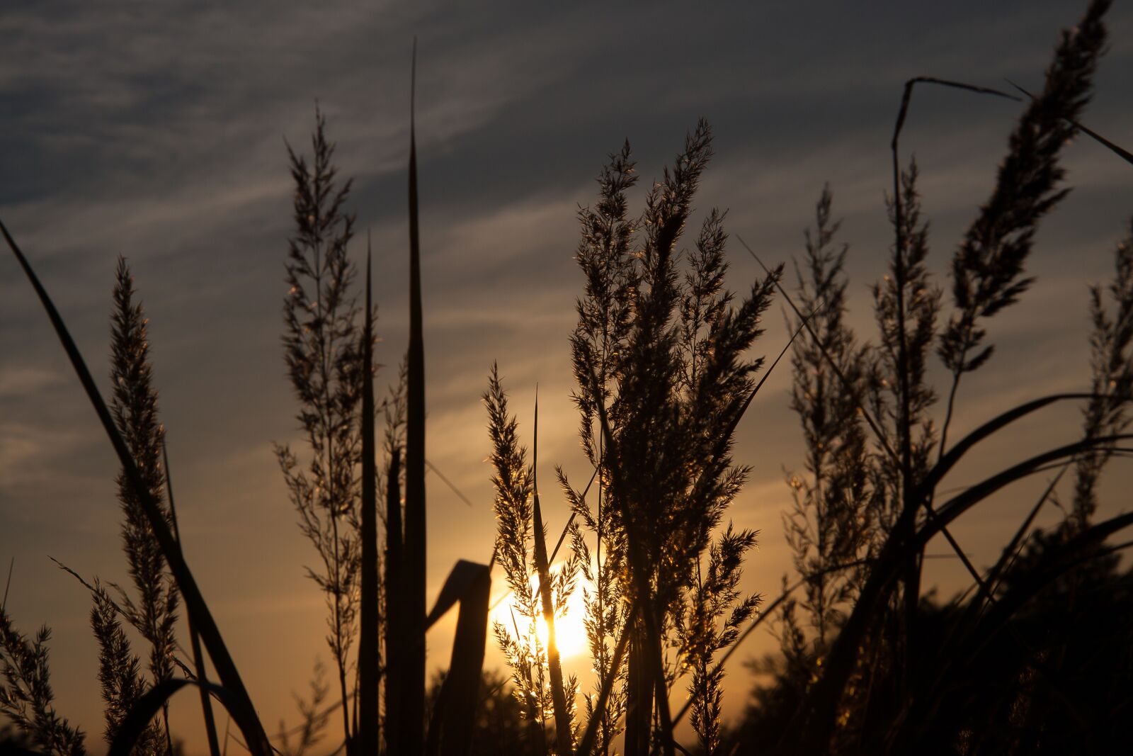 Canon EF-S 17-85mm F4-5.6 IS USM sample photo. Grasses, sunset, abendstimmung photography