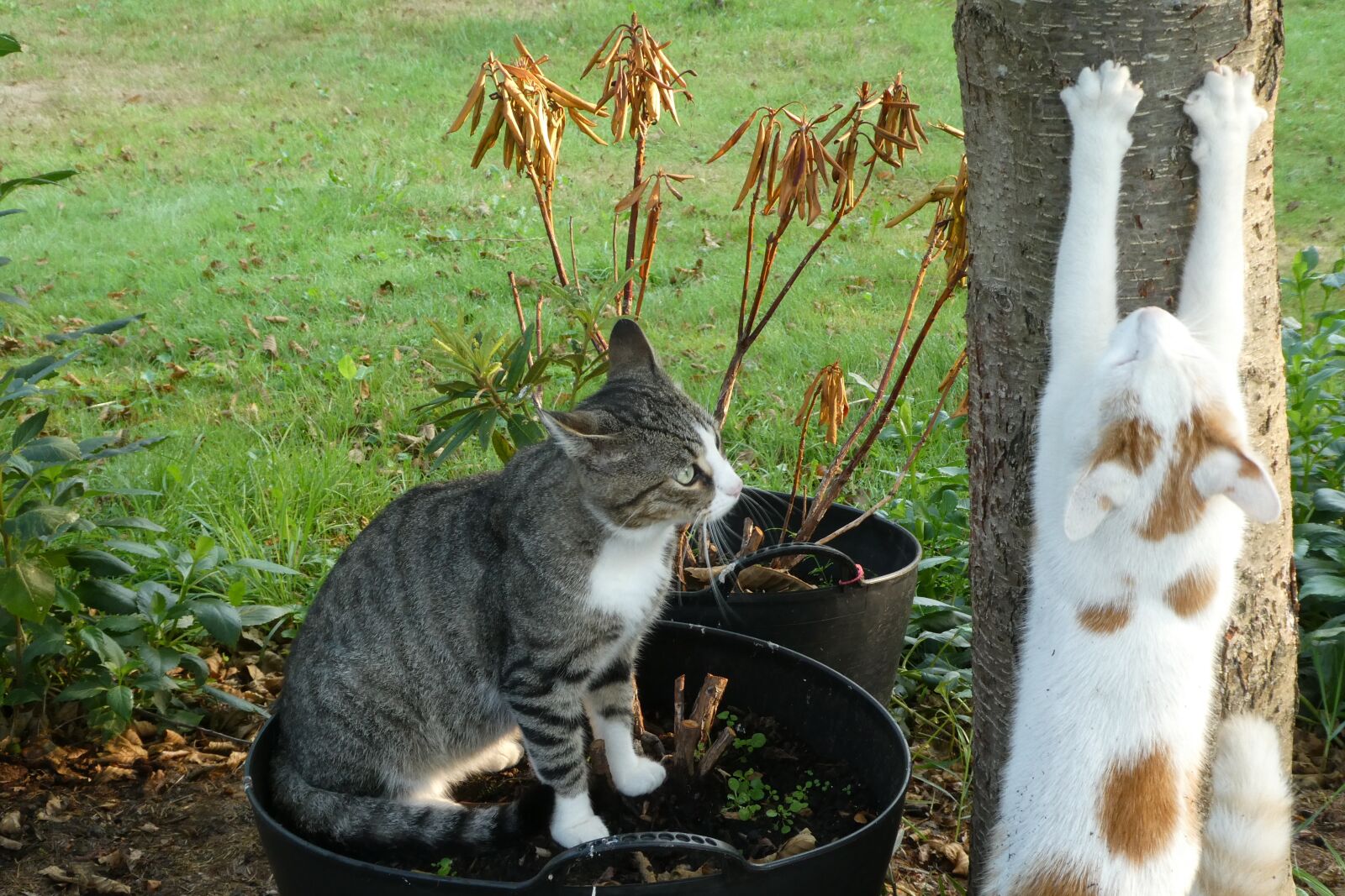 Panasonic Lumix DC-ZS70 (Lumix DC-TZ90) sample photo. Cat, cats, katten photography