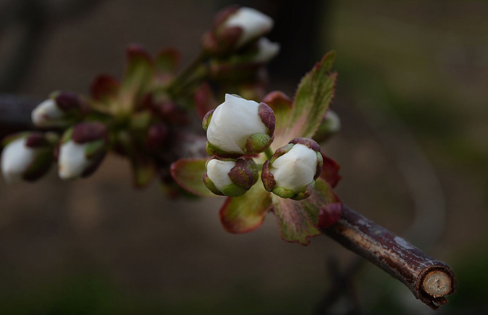 Nikon D5100 sample photo. Tree, buds, spring photography
