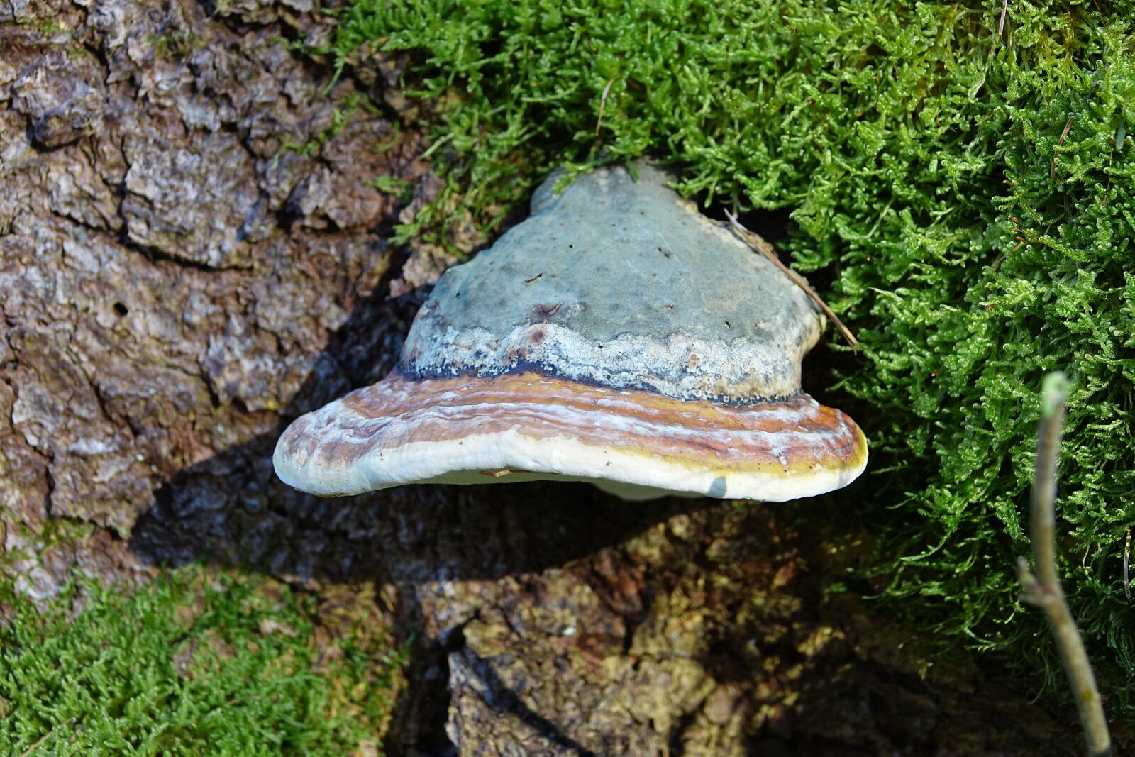 Sony Cyber-shot DSC-RX10 III sample photo. Log, mushroom, forest photography
