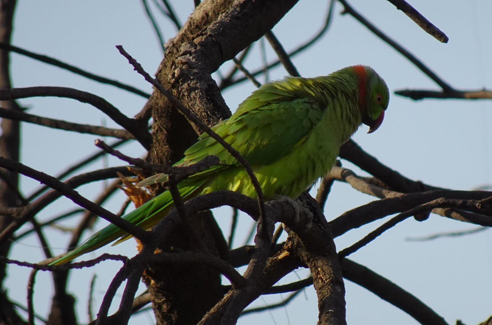 Sony DSC-WX800 sample photo. Bird, parakeet, green photography