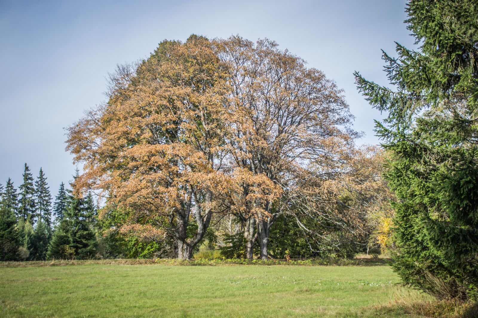 Nikon D3100 sample photo. Autumn, old tree, tree photography