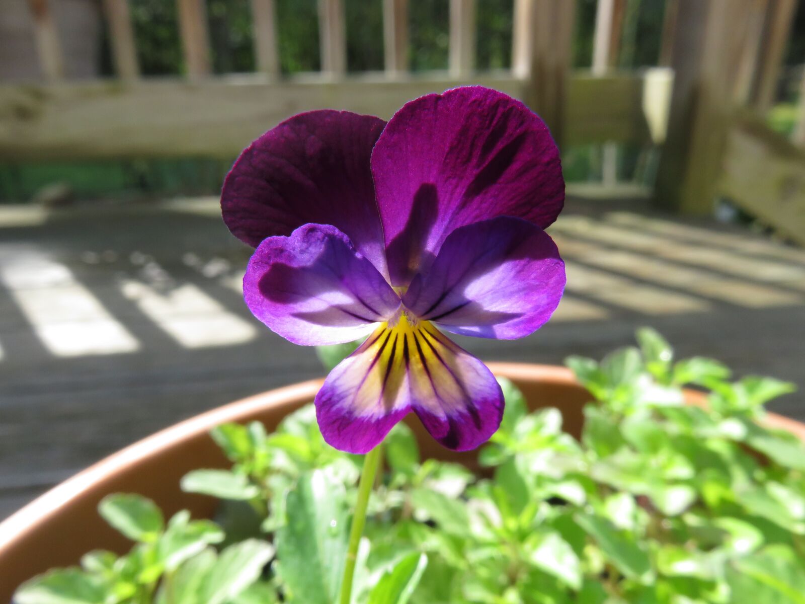 Canon PowerShot SX710 HS sample photo. Flower, purple, yellow photography