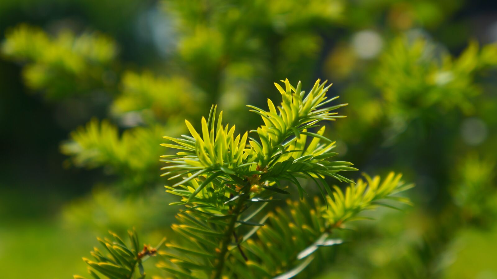 Sony Alpha a3000 + Sony E 18-55mm F3.5-5.6 OSS sample photo. Nature, plants, green photography