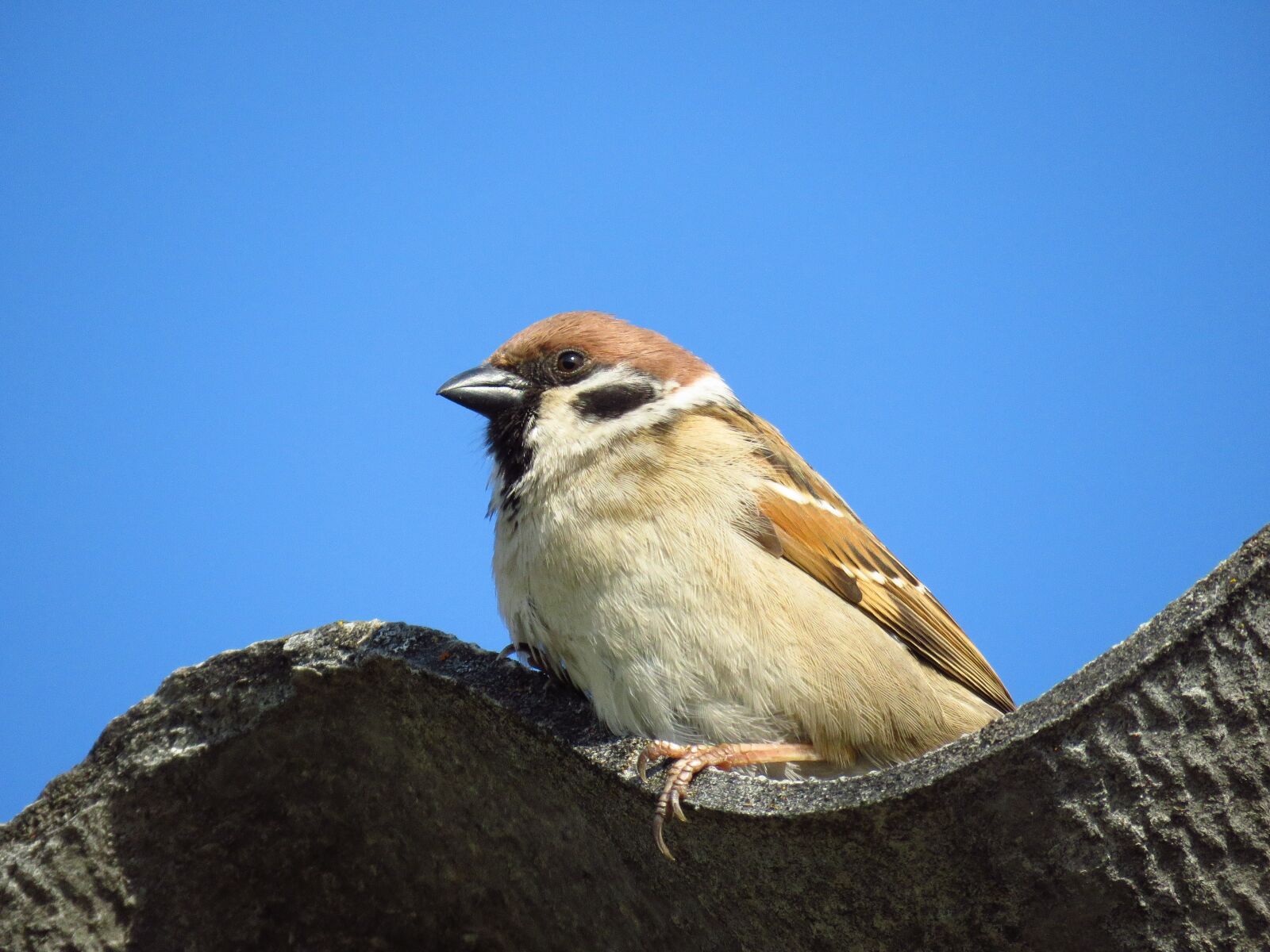 Canon PowerShot SX60 HS sample photo. Sparrow, bird, nature photography