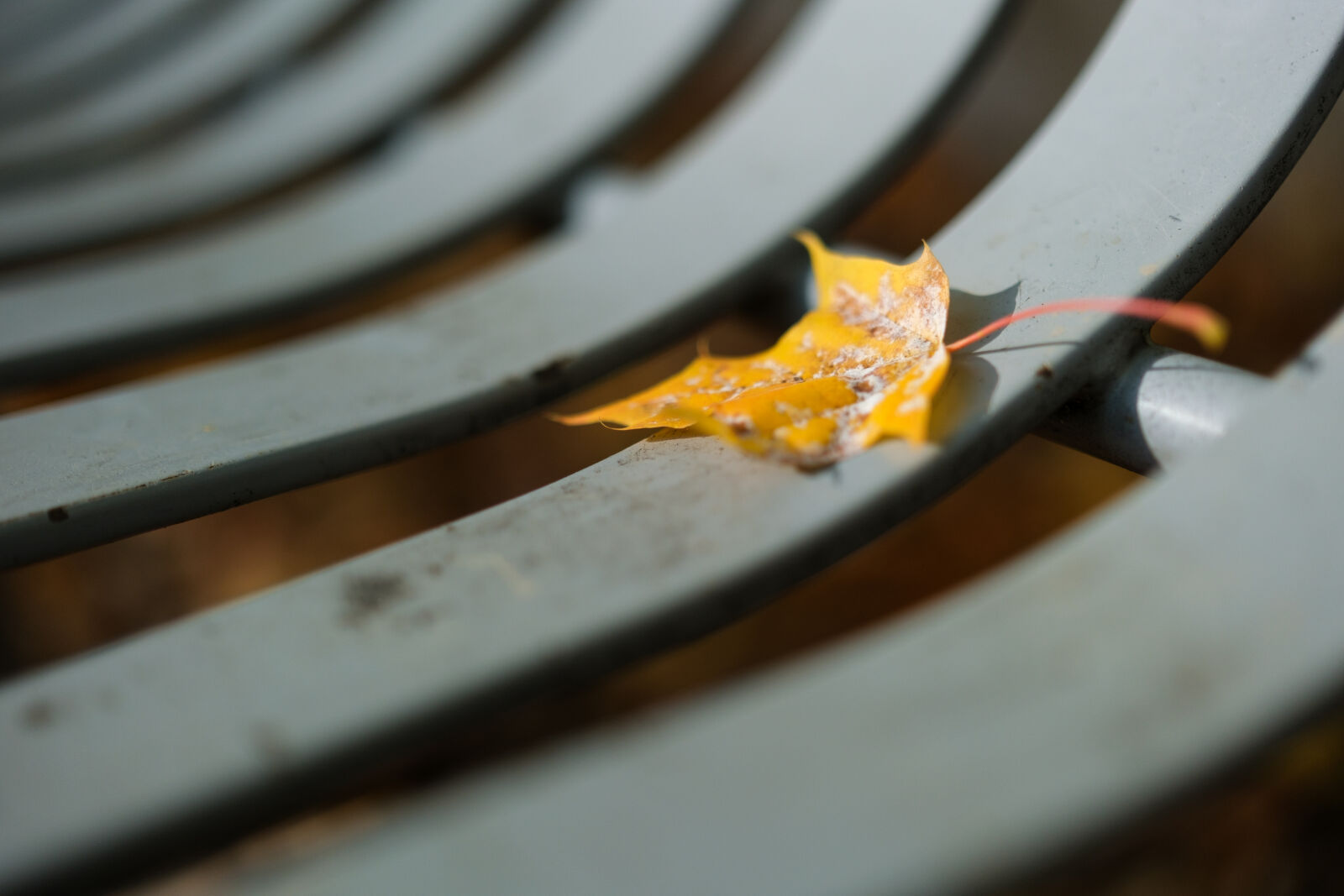 Fujifilm X-H2S sample photo. Leaf on the bench photography