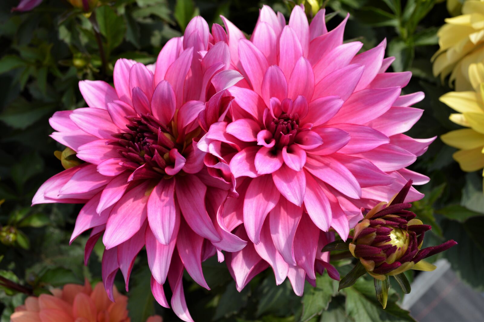 Nikon D5200 sample photo. Pink, blossom, bloom photography