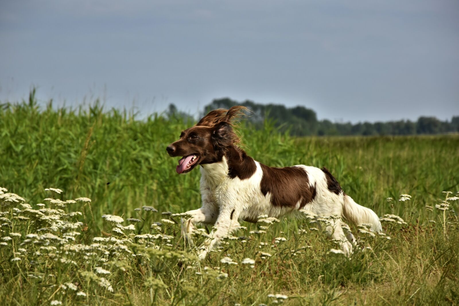 Nikon D5600 sample photo. Dog, small m nsterl photography
