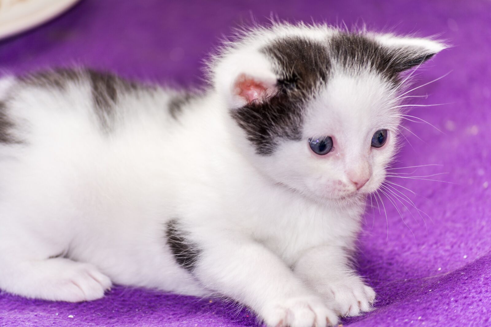 Nikon D5200 sample photo. Baby cat, cat baby photography