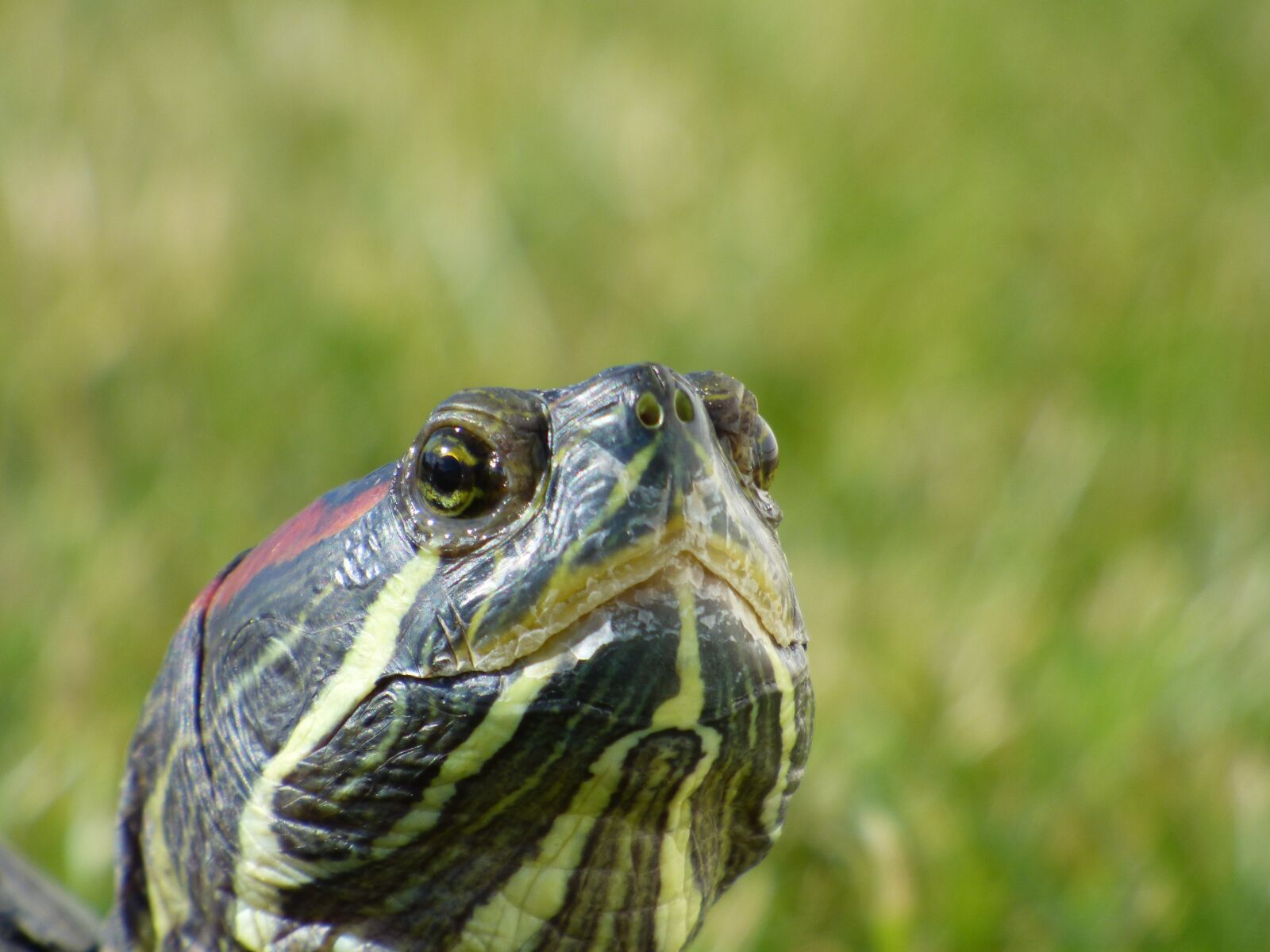 Panasonic DMC-FZ72 sample photo. Turtle, terrapin, chelonien photography