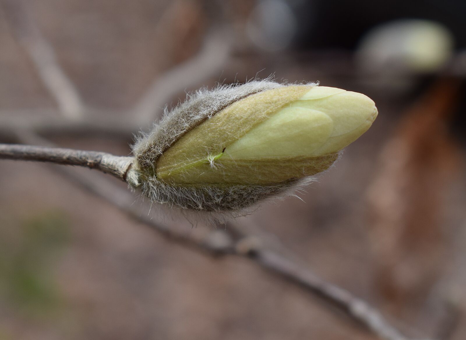 Nikon D3300 sample photo. Star magnolia blossom bud photography