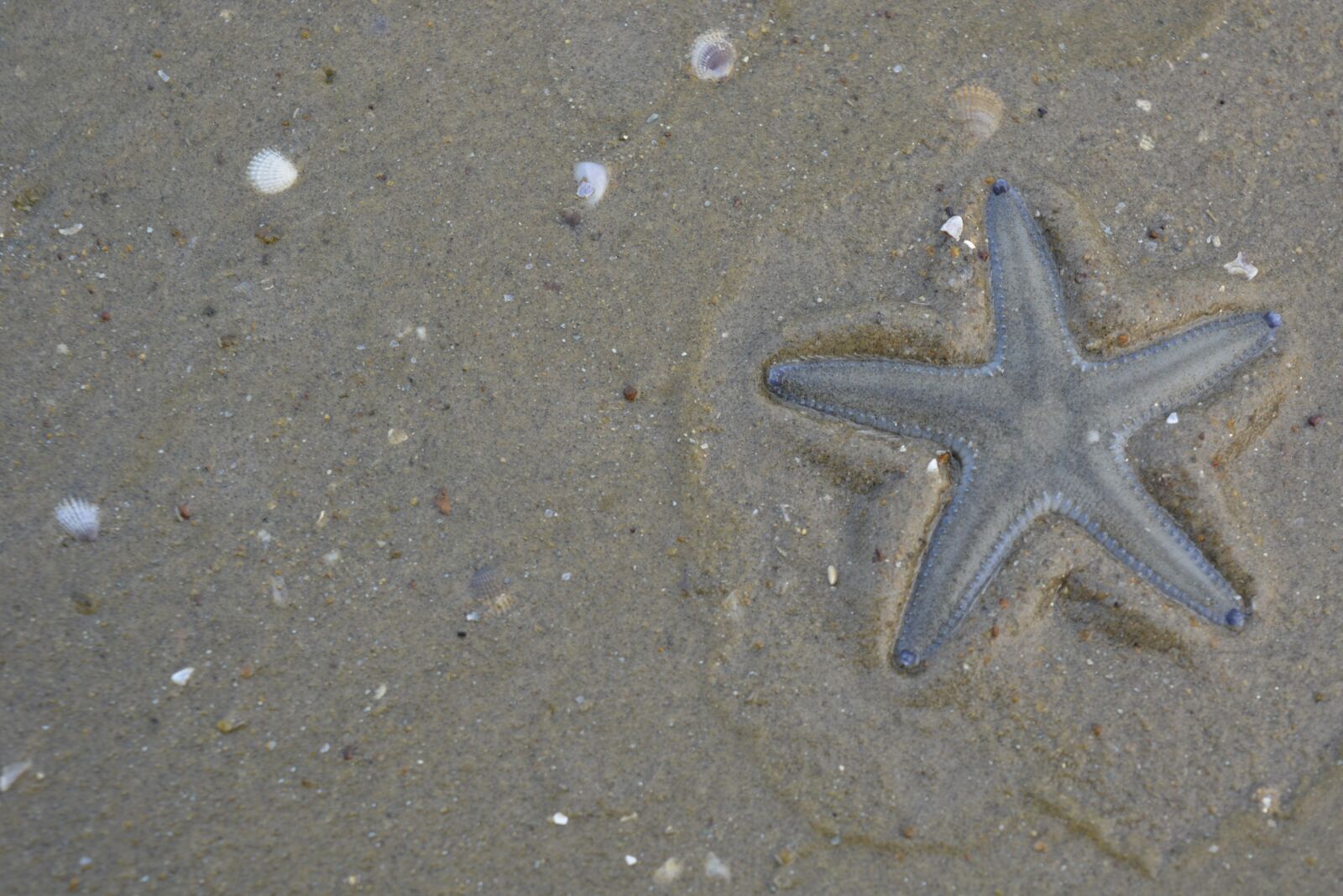 Nikon D5200 sample photo. Starfish, beach, nature photography