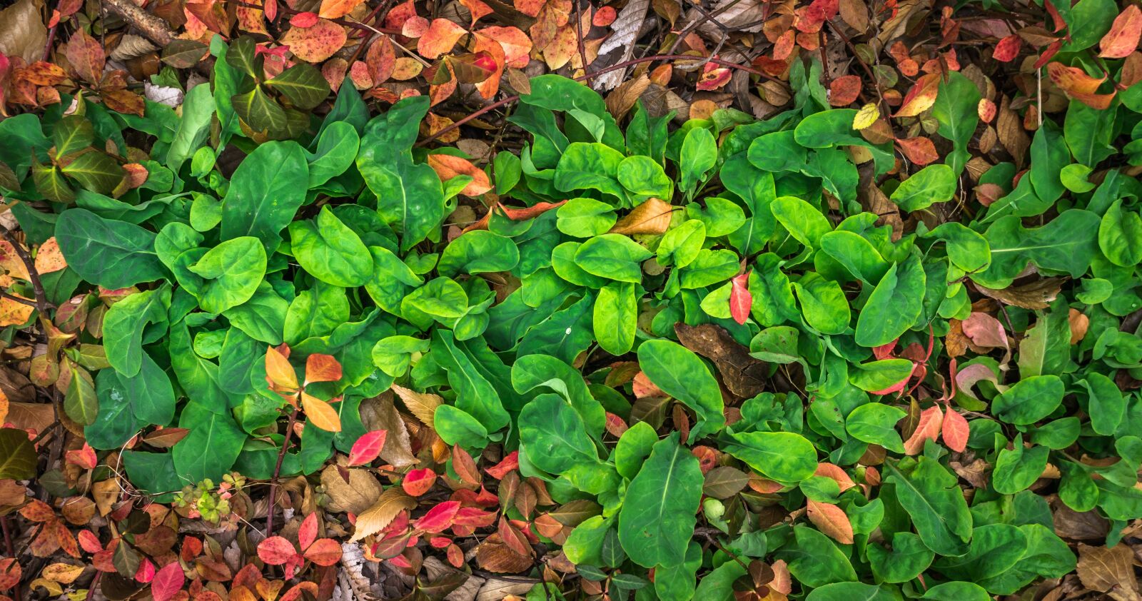 Sony E 30mm F3.5 Macro sample photo. Leaves, autumn, plants photography